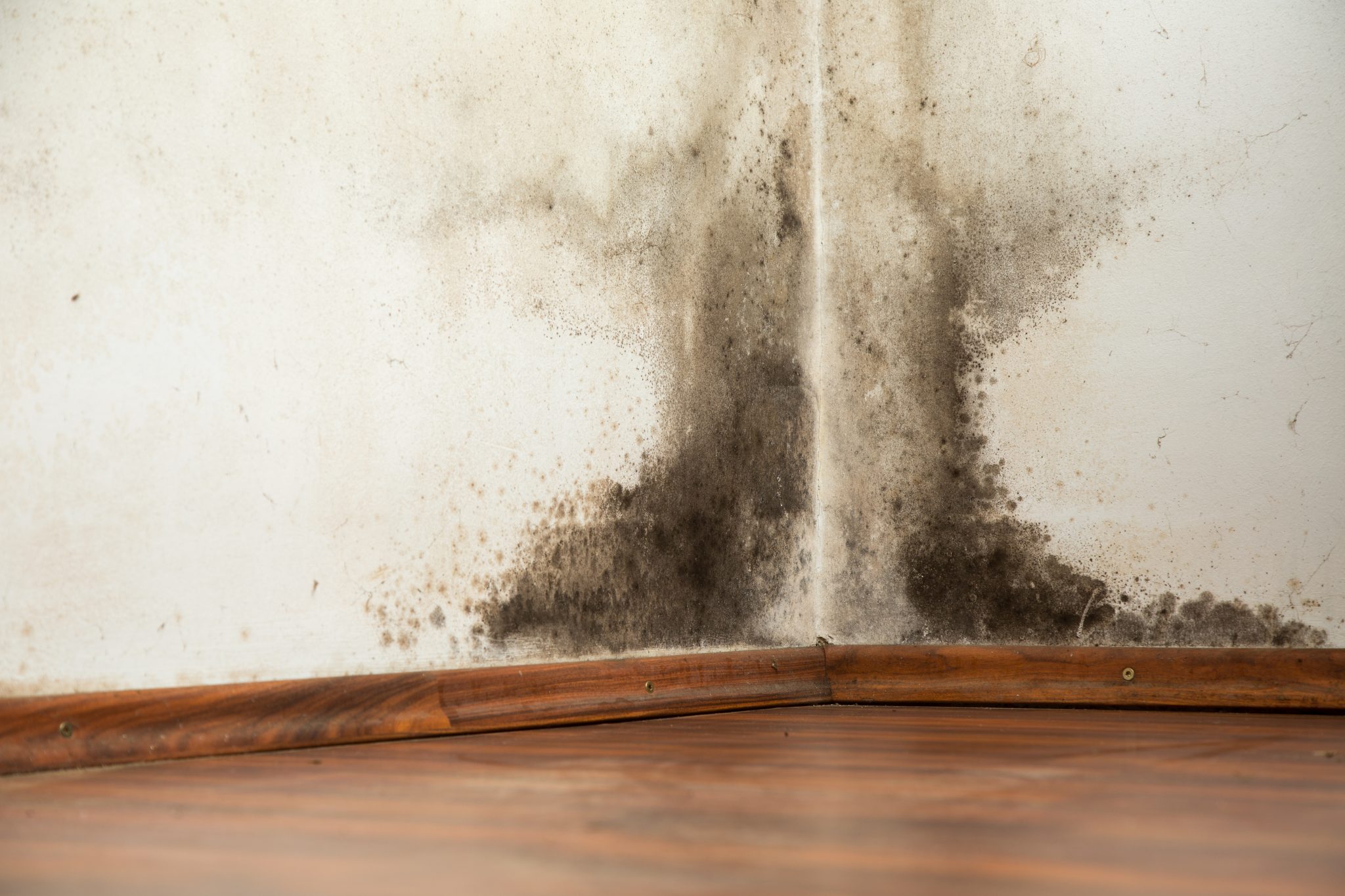 black mold